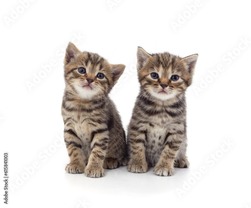 Two little gray kittens sitting.