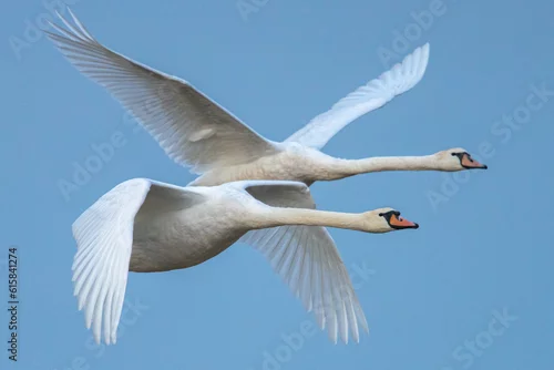 Obraz łabędź niemy w locie z rozportartymi skrzydłami na tle błękitnego nieba