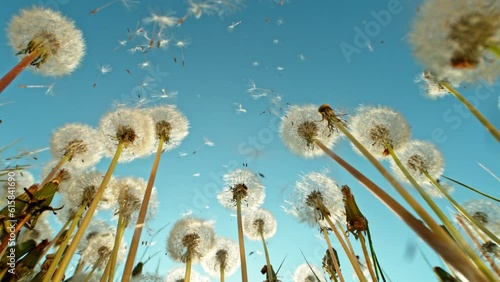 Super slow motion of bloomed dandelion with flying seeds in sunset. Filmed on high speed cinema camera, 1000 fps.