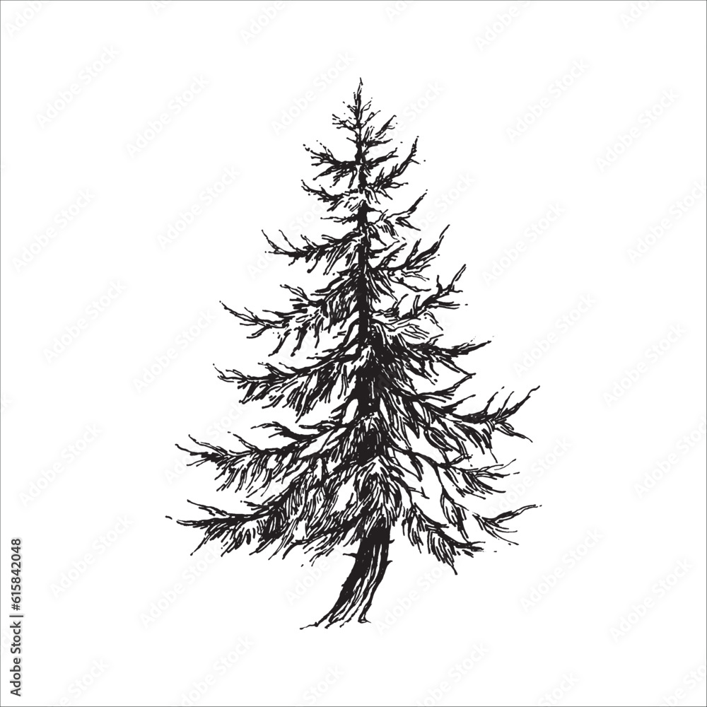 Hand drawn tree illustration, Pine tree, Forest drawing, graphic illustration, forest design elements, nature design Hand drawn tree illustration, Pine tree, Forest drawing, graphic illustration, forest design elements, nature design