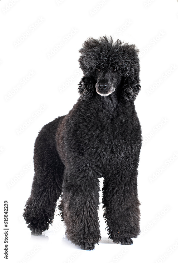 standard poodle in studio standard poodle in studio