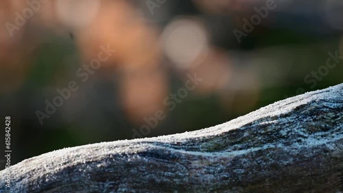 Wallpaper Mural Red squirrel in the backlight looking for food with hoarfrost on dead wood, european red squirrel,  portrait, february, north rhine westphalia, (sciurus vulgaris), germany Torontodigital.ca