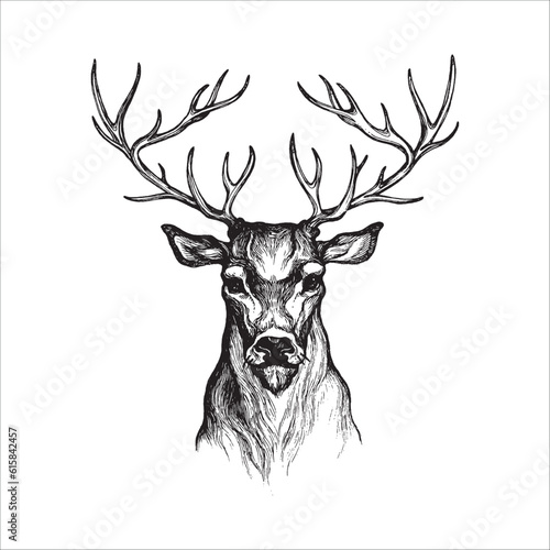 Hand drawn deer illustration, Deer drawing, horns, Wild animal, Forest animal, Noble deer, bambi