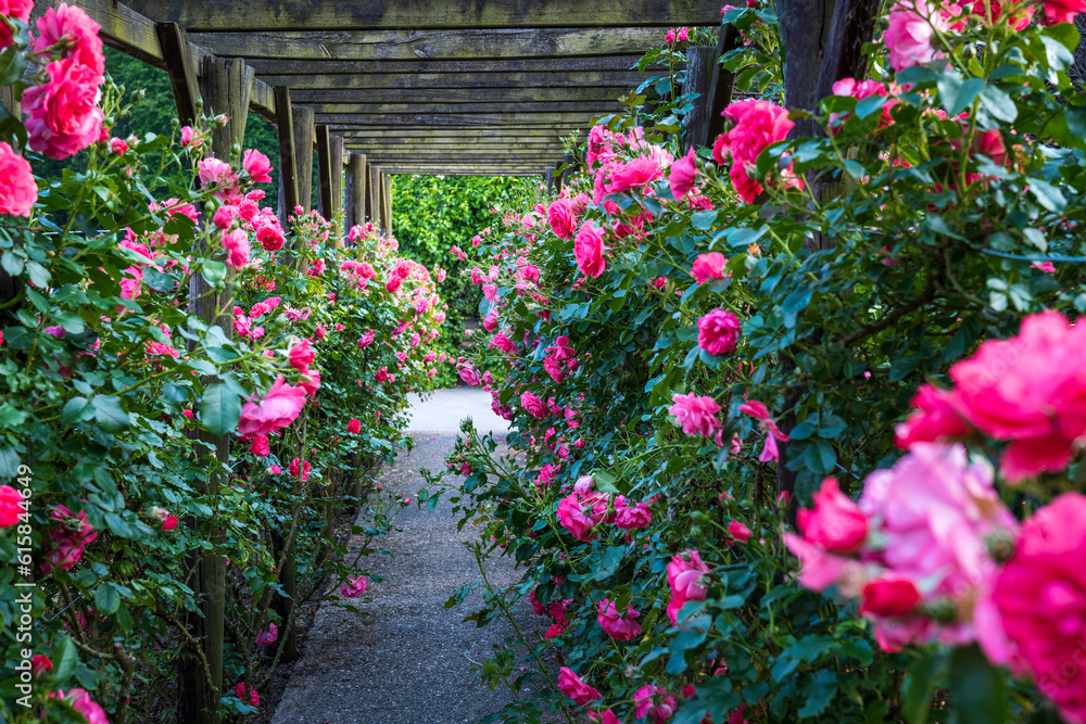 Wooden pergola overgrown with beautiful pink roses. Wooden garden support structure. Trellis. Rose garden. Chorzow, Silesian Park.