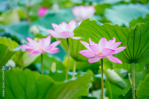 lotus flower blooming in summer pond with leaves as background