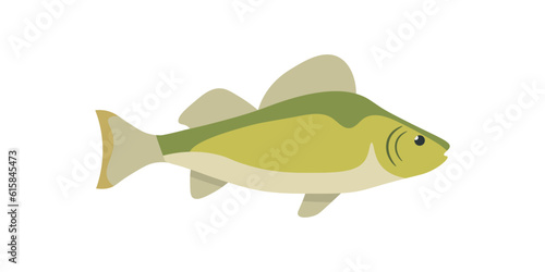 Perch, fish and animal swimming in water, fresh product of fishing industry, aquaculture