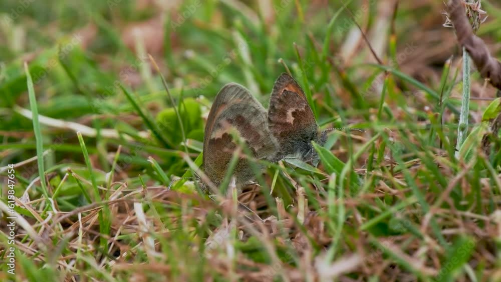 Small Heath Butterflies Mating in Short Grass Small Heath Butterflies Mating in Short Grass