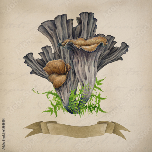 Black trumpet mushroom with green moss vintage style illustration. Watercolor painted botanical illustration. Black chanterelle forest natural mushroom group. Craterellus cornucopioides fungus.