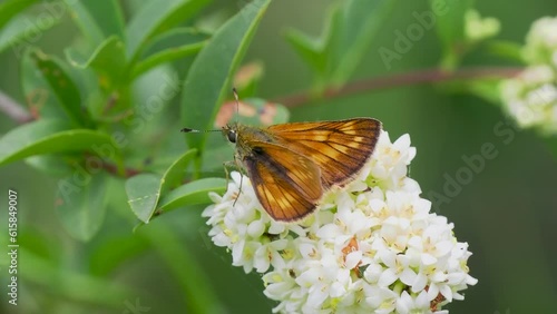 Large Skipper Butterfly on Wild Privit Blossom photo