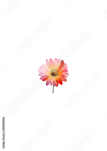 pink flower
