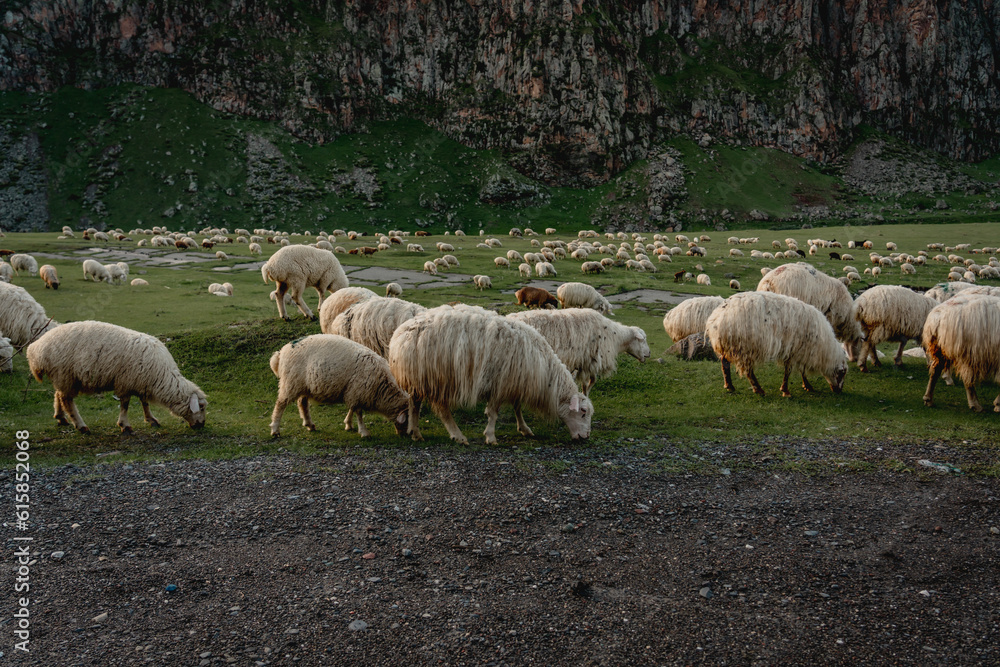 Flock of sheep in Truso valley in Kazbegi region, Caucasus mountains, Georgia. Flock of sheep in Truso valley in Kazbegi region, Caucasus mountains, Georgia.