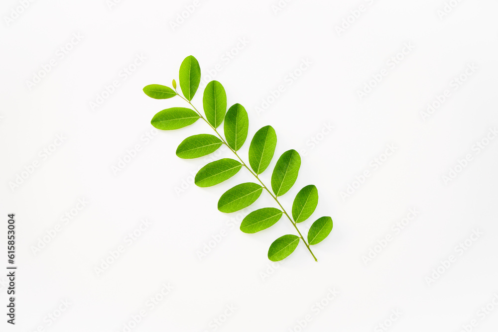 close up of beautiful green leaf on white background. Top view of small tropical green leaf isolated on white background. close up of beautiful green leaf on white background. Top view of small tropical green leaf isolated on white background.