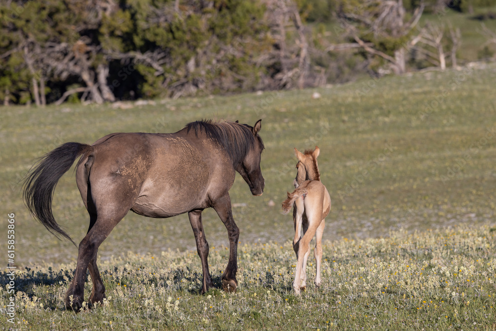 Wild Horse Mare and Foal in Summer in the Pryor Mountains Montana Wild Horse Mare and Foal in Summer in the Pryor Mountains Montana