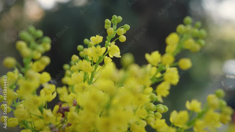 Bee pollinating yellow flowers of Mahonia aquifolium Bee pollinating yellow flowers of Mahonia aquifolium