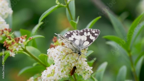 Marbled White Butterfly feeding on Wild Privet photo