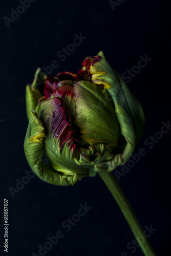 Red green parrot tulip on a black background, low key moody macro photo of natural flower