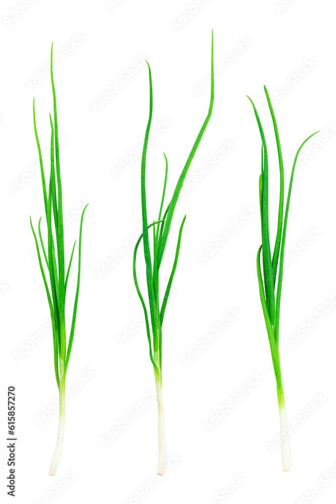 set green young onion isolated from background set green young onion isolated from background