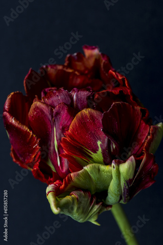 Red green parrot tulip on a black background, low key moody macro photo of natural flower