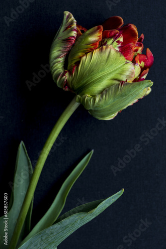 Red green parrot tulip on a black background, low key moody macro photo of natural flower