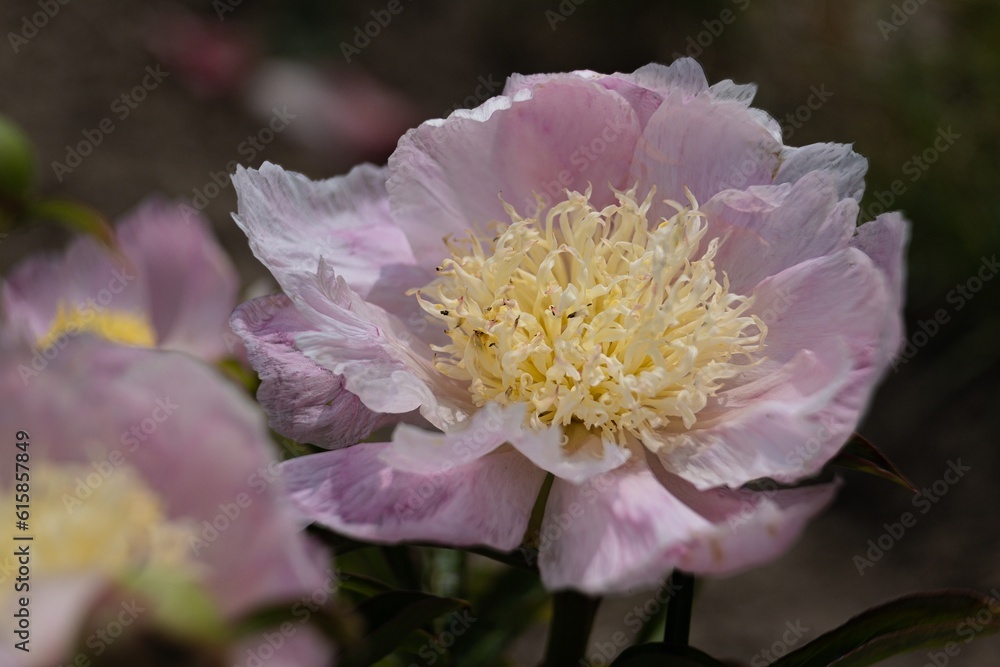 Summer flower series, beautiful pink peony flowers in garden on dark blur background. a flower of a selected variety with soft silk petals Summer flower series, beautiful pink peony flowers in garden on dark blur background. a flower of a selected variety with soft silk petals
