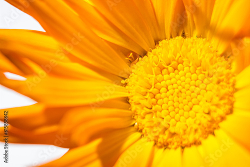Fototapeta Naklejka Na Ścianę i Meble -  Yellow flower closeup with low depth of field