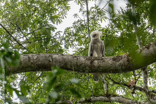 Harpy eagle (Harpia harpyja), Captive animal, Panama Central America Venezuela.