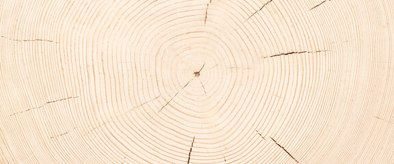 light stump texture, fresh saw cut wood background