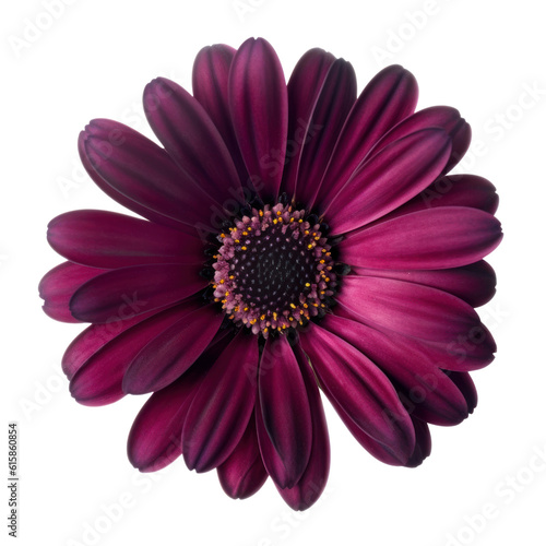 darl gerber daisy isolated on transparent background cutout