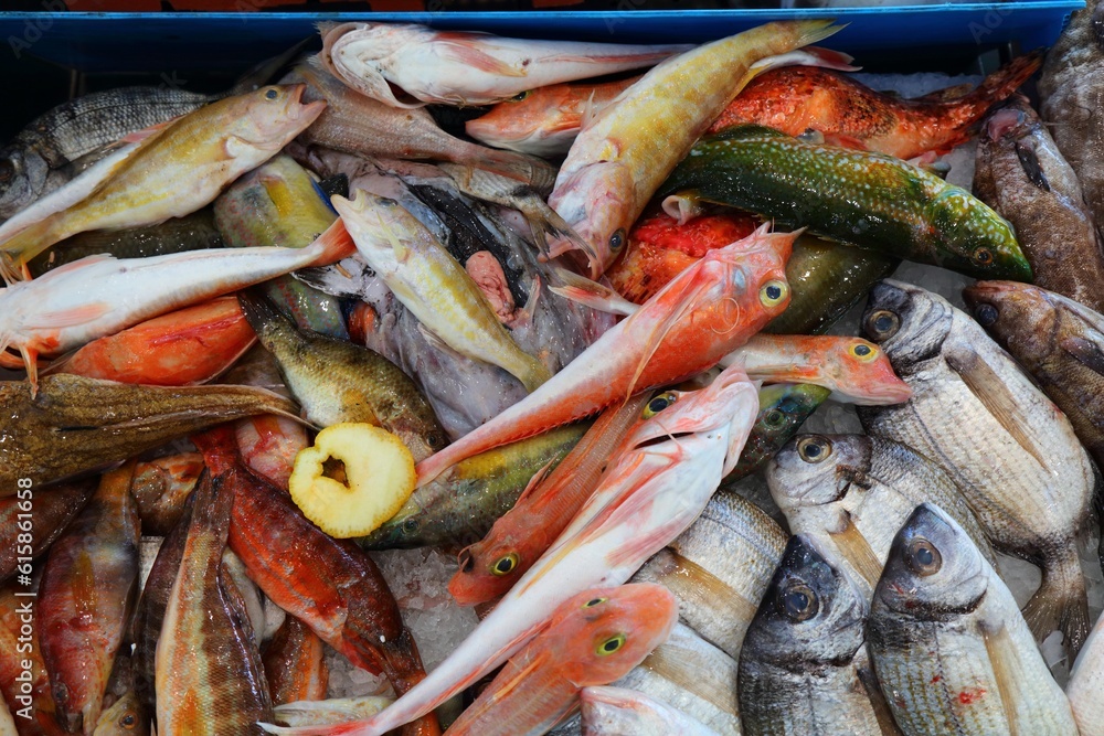 Fish market in Alghero town in Sardinia island, Italy. Red gurnard, gilt-head bream and other fish species from Mediterranean Sea. Fish market in Alghero town in Sardinia island, Italy. Red gurnard, gilt-head bream and other fish species from Mediterranean Sea.