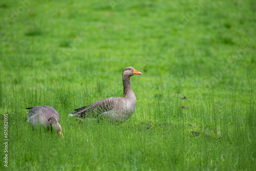 goose on the meadow
