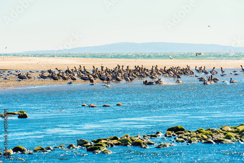 Large Flock of Brown Pelicans Resting on Malibu's Shallow Waters