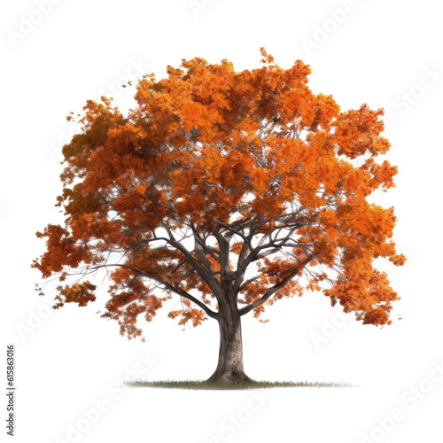 autumn tree isolated on transparent background cutout