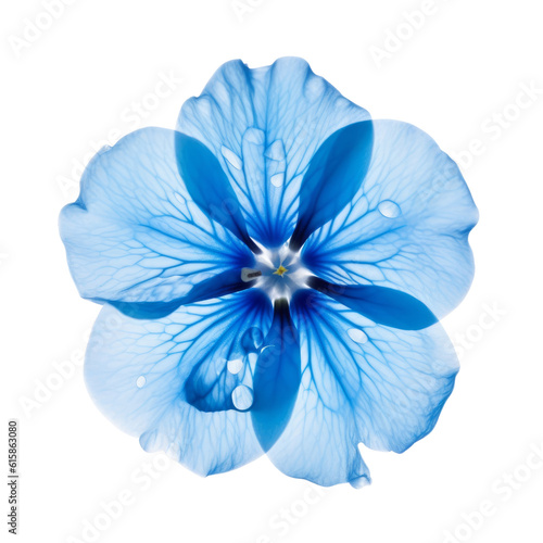 Fotografiet blue flower isolated on transparent background cutout