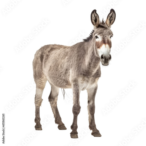 view of a donkey isolated on transparent background cutout © Papugrat