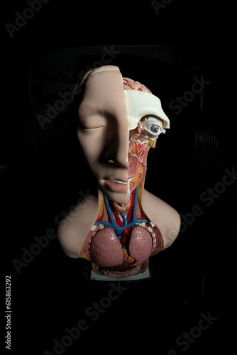 Medicine Puppet Head  photo