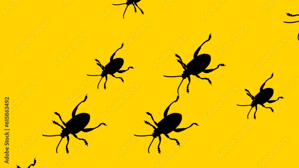 Walking beetles, animation on the yellow background (seamless loop) Walking beetles, animation on the yellow background (seamless loop)