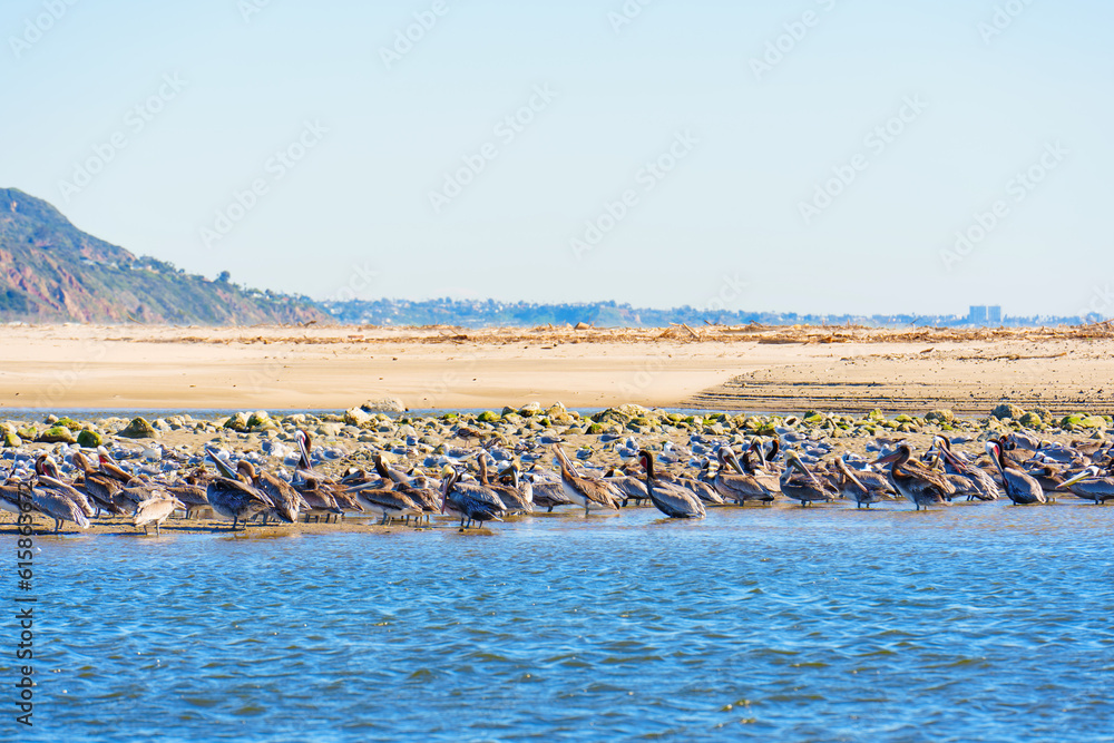 Brown Pelicans and Seagulls Resting on Malibu's Shallow Waters