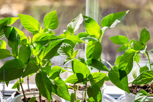 Young seedlings of pepper on the windowsill in spring. Growing vegetables, bell pepper sprouts from seeds at home. Home organic farming