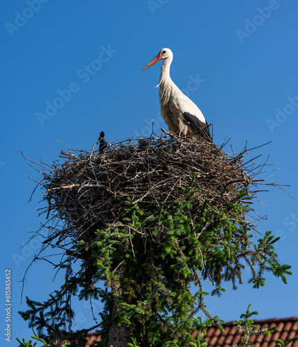 Fototapeta Naklejka Na Ścianę i Meble -  Weißstorch (Ciconia ciconia) im Storchennest in Frickingen am Bodensee; Deutschland