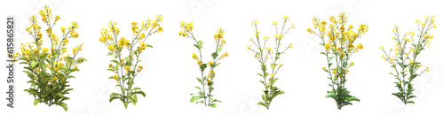 Set of Rapeseed flowers with isolated on transparent background. PNG file, 3D rendering illustration, Clip art and cut out