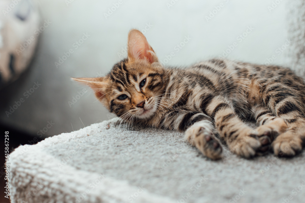 Young cute bengal kitten laying on a soft cat's shelf of a cat's house indoors. Young cute bengal kitten laying on a soft cat's shelf of a cat's house indoors.