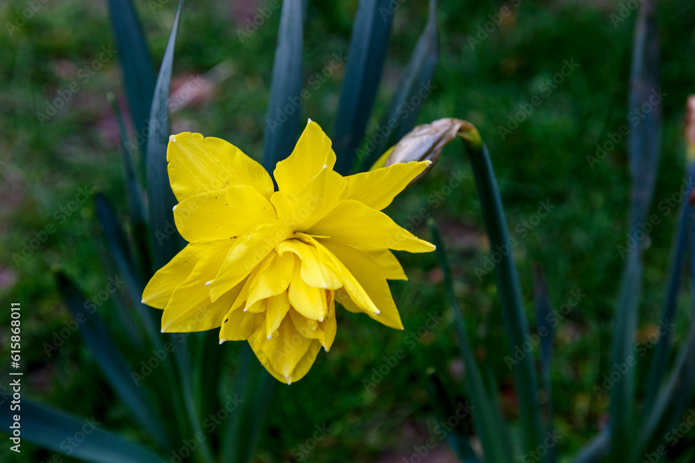 Obraz premium Petal of blooming wild daffodil