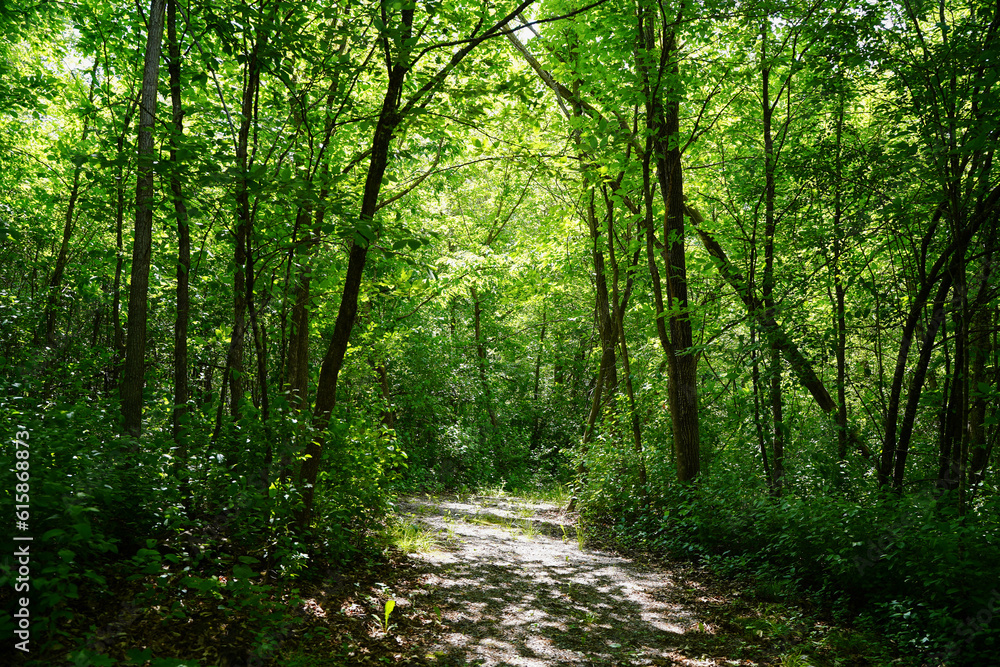 woods trail path