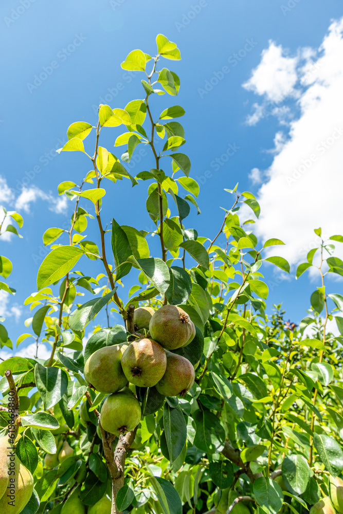 Shooting of ripen pears hanging on the tree in summer day