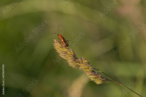 Common red soldier beetle on a grass flower - Rhagonycha fulva photo