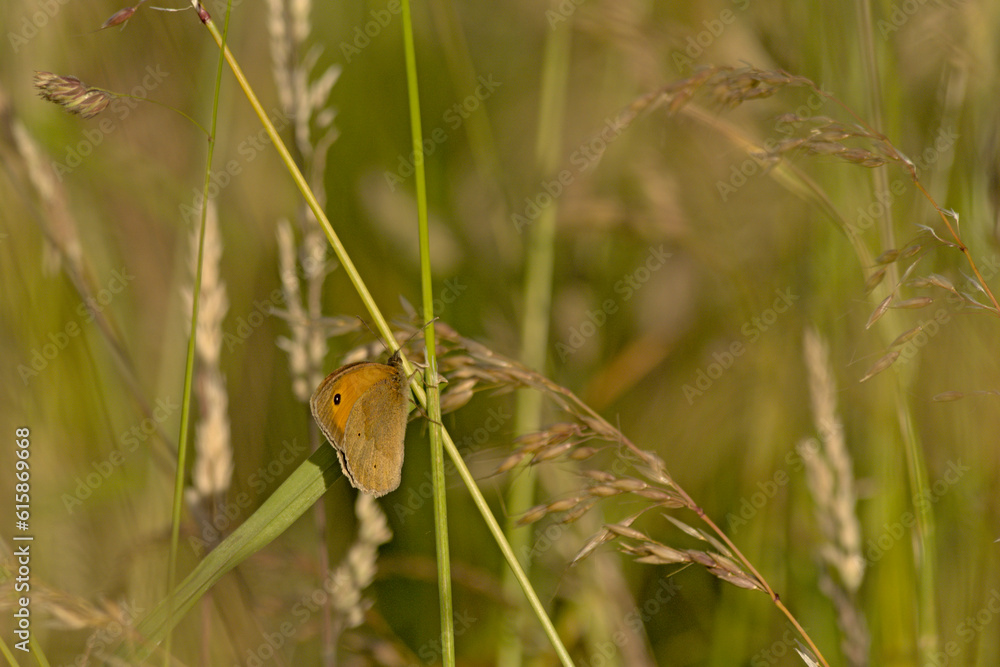 Meadow brown butterfly sitting with closed wings on a grass halm, selective focus - Maniola jurtina Meadow brown butterfly sitting with closed wings on a grass halm, selective focus - Maniola jurtina