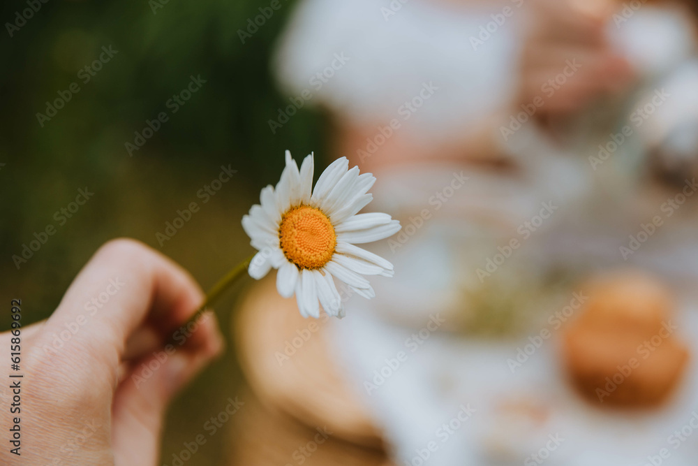 chamomile flower near the tea picnic 