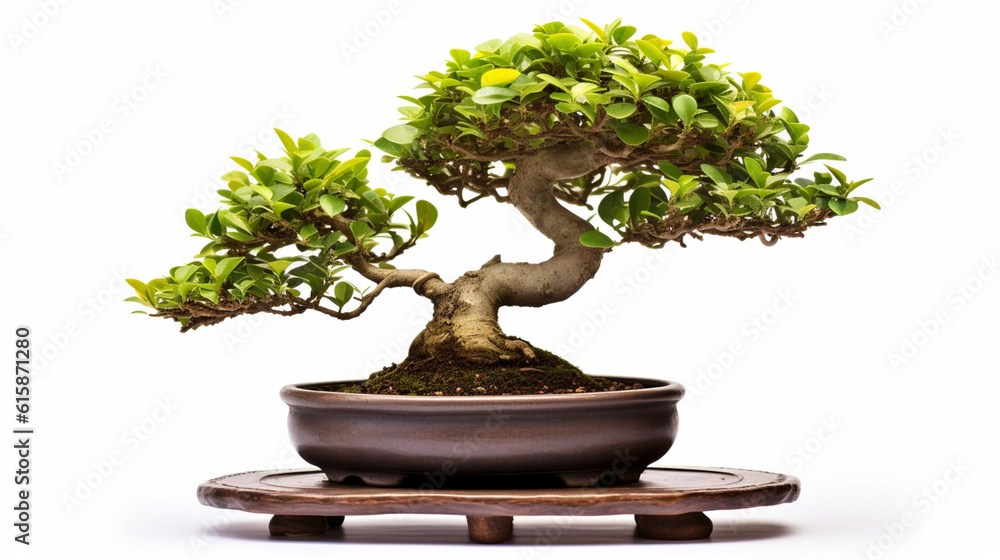 Bonsai tree against a white wall Bonsai tree against a white wall