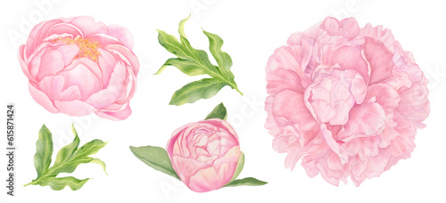 Watercolor peony flowers, hand-drawn floral illustration