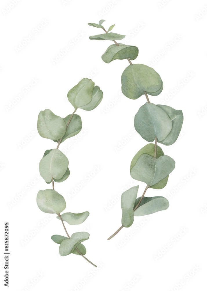 Obraz premium Watercolor branches and leaves of ephcalyptus